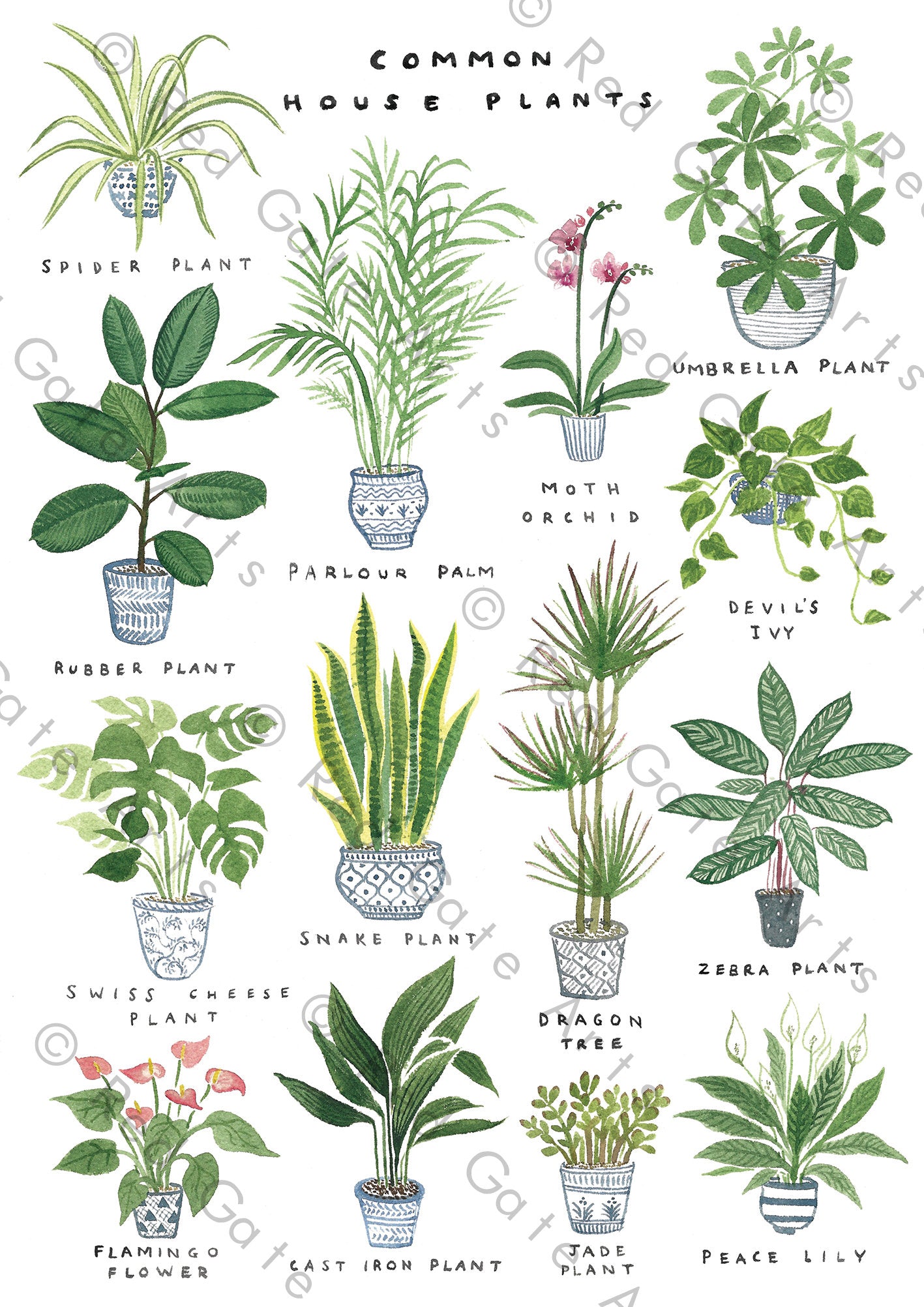Common House Plants' Art Print – Red Gate Arts