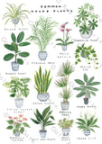'Common House Plants' Art Print
